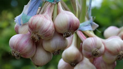 Is Music Garlic Hardneck or Softneck: A Symphony of Flavors and Sounds